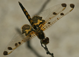 Calico Pennant
